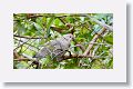 Eurasian Collared-Dove