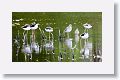 Greater Yellowlegs and Lesser Yellowlegs