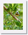 Northern Parula