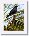 Greater Antillean Grackle