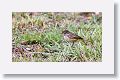 Palm Warbler