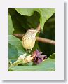 Palm Warbler