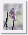 Palm Warbler