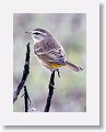Palm Warbler