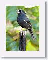 Cuban Bullfinch