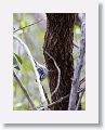 Black and White Warbler