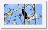 Cuban Blackbird