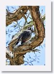 Red-legged Thrush