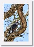 Red-legged Thrush