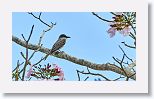 Northern Mockingbird