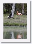 American Flamingo