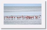 American Flamingo