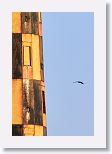 Magnificent Frigatebird