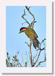 Cuban Green Woodpecker