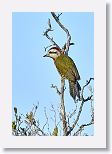 Cuban Green Woodpecker