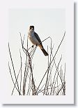Northern Mockingbird