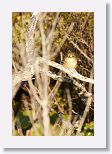 Cuban Vireo