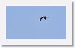 Magnificent Frigatebird