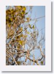 Yellow-headed Warbler