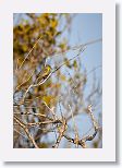 Yellow-headed Warbler