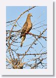 Mourning Dove