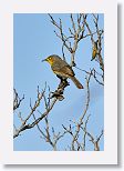 Yellow-headed Warbler