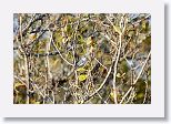 Cuban Gnatcatcher