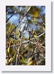 Cuban Gnatcatcher