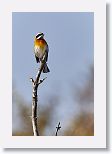Western Spindalis