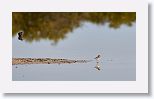 Killdeer