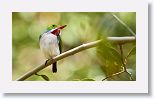 Cuban Tody