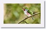Cuban Tody