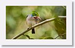 Cuban Tody