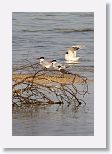 Caspian Terns, Laughing Gull and Royal Tern