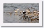 Laughing Gulls, Caspian Terns, Double Crested Cormorant, Royal Tern