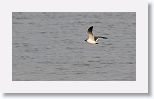 Laughing Gulls