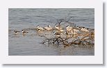 Laughing Gulls, Caspian Terns, Double Crested Cormorant, Royal Tern