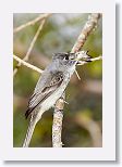 Cuban Pewee
