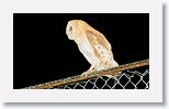 Barn Owl