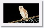 Barn Owl