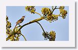Bahama Mockingbird