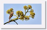 Bahama Mockingbird