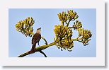 Bahama Mockingbird