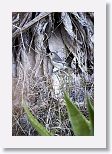 Cuban Vireo