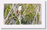 Yellow-billed cuckoo