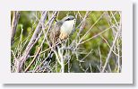 Yellow-billed cuckoo