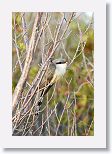 Yellow-billed cuckoo