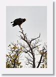 Common Black Hawk