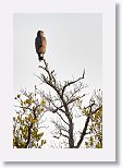 Common Black Hawk