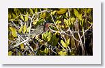 Green Heron